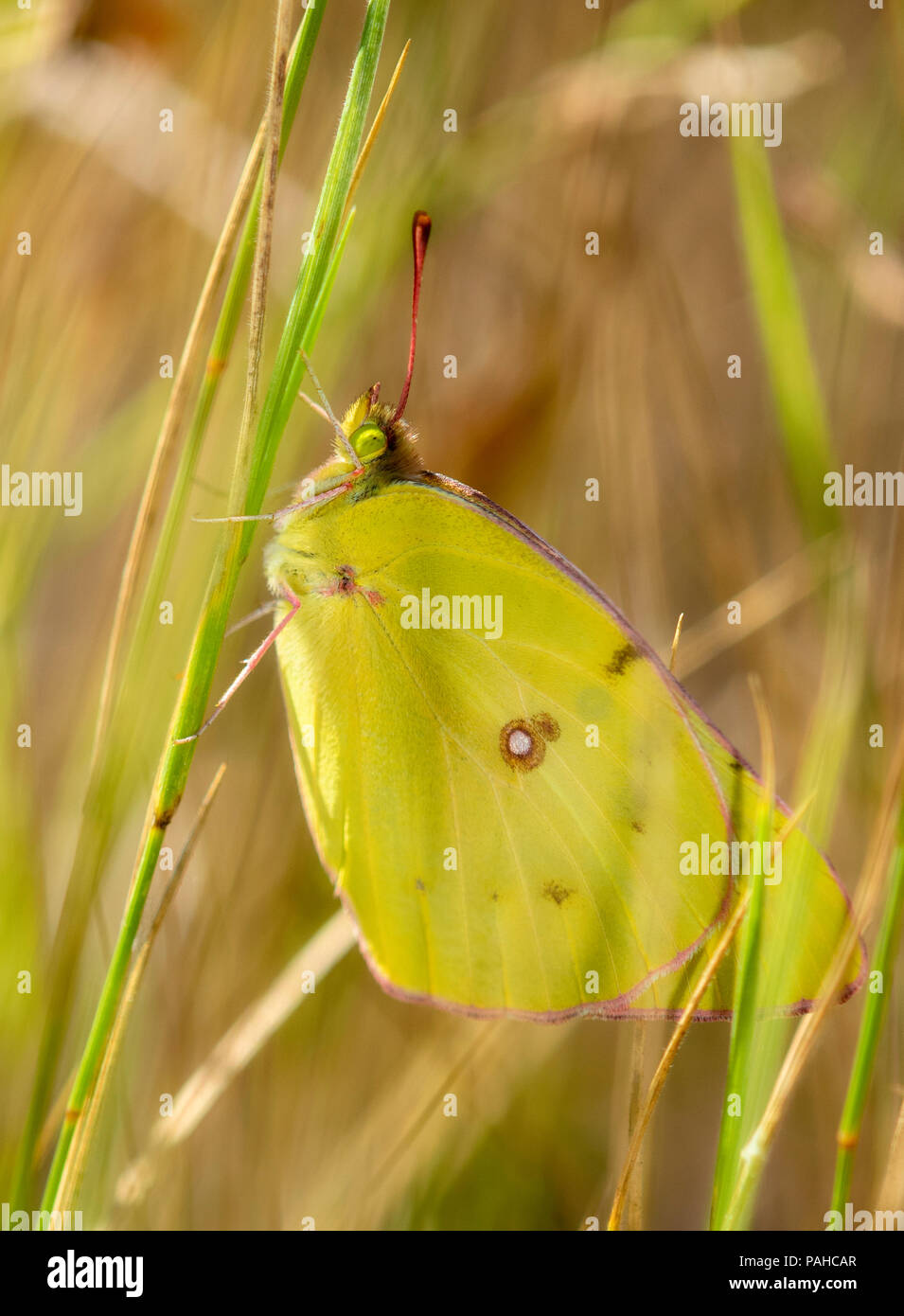 Makro einer Orange Schwefel Schmetterling (Colias eurytheme) in dichtem Gras gehockt Stockfoto