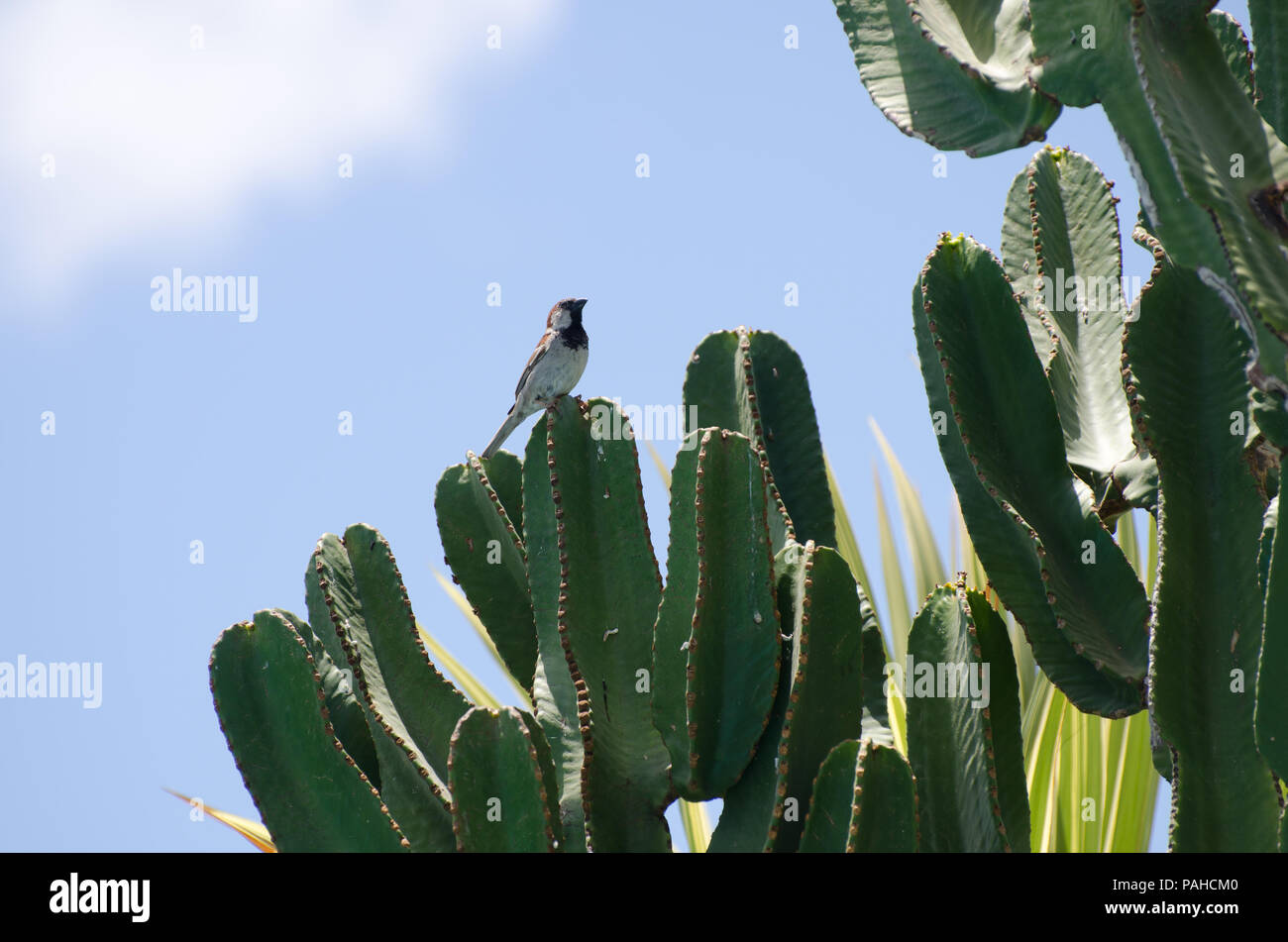Cereus Kaktus mit ein Spatz sitzt auf einem Arm Stockfoto