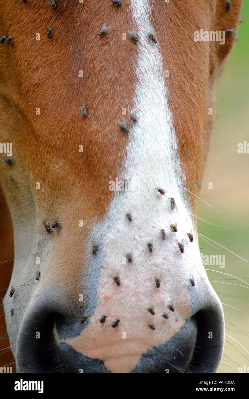 Fliegt auf einem Pferde Gesicht im Sommer Stockfoto
