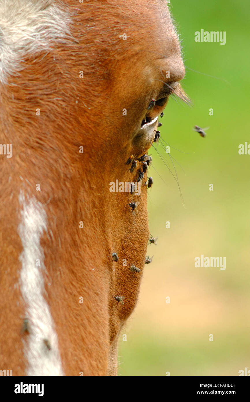 Fliegt auf einem Pferde Gesicht im Sommer Stockfoto