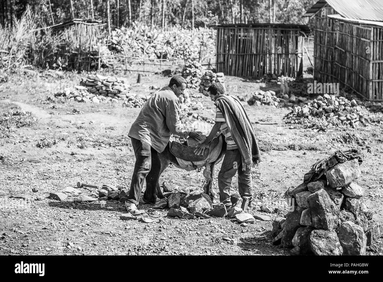 OMO, Äthiopien - September 21, 2011: Unbekannter äthiopische Männer kostenlos Esel. Menschen in Äthiopien leiden der Armut wegen der instabilen Lage Stockfoto