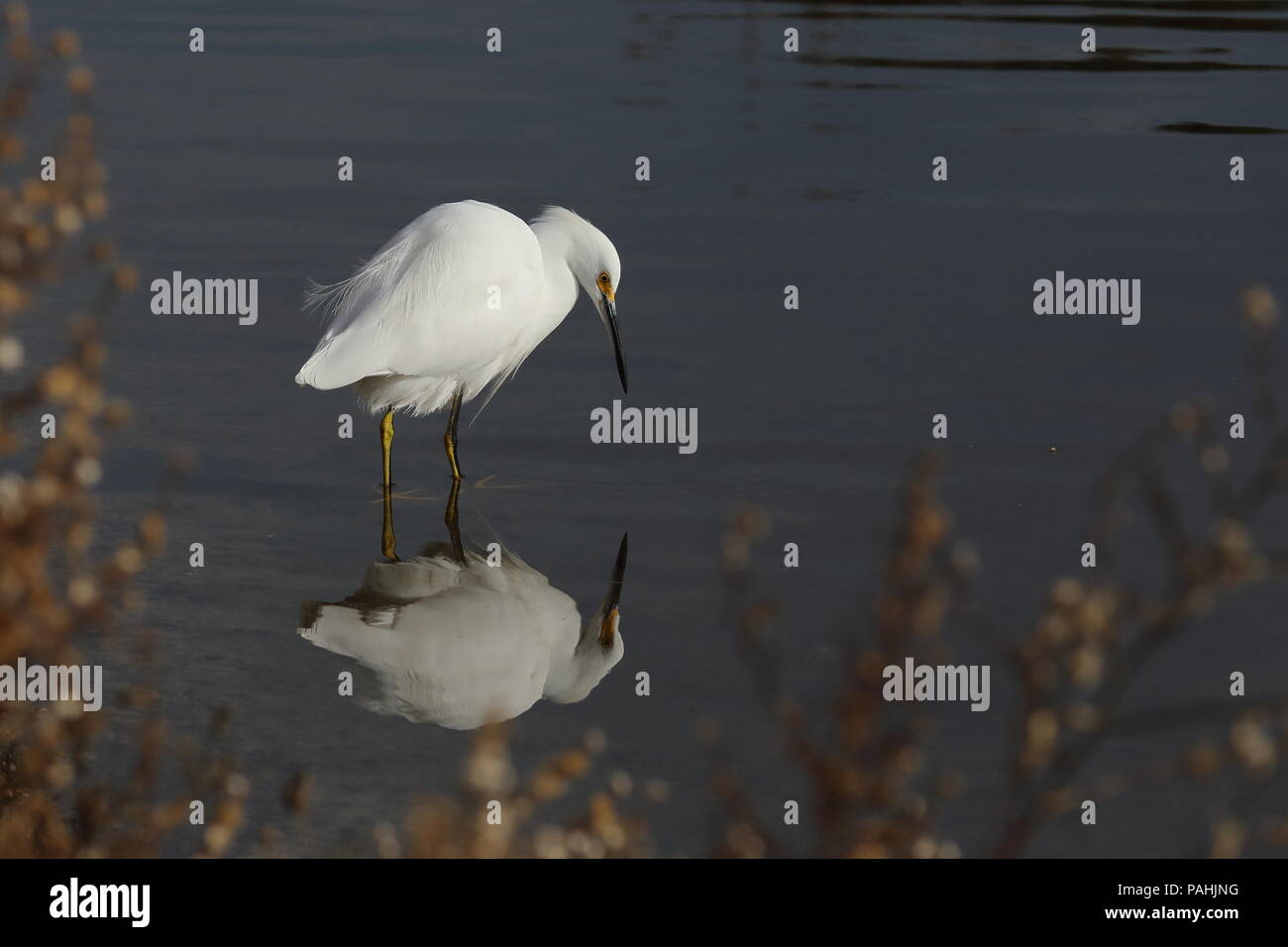 Silberreiher fischen im seichten Wasser Stockfoto