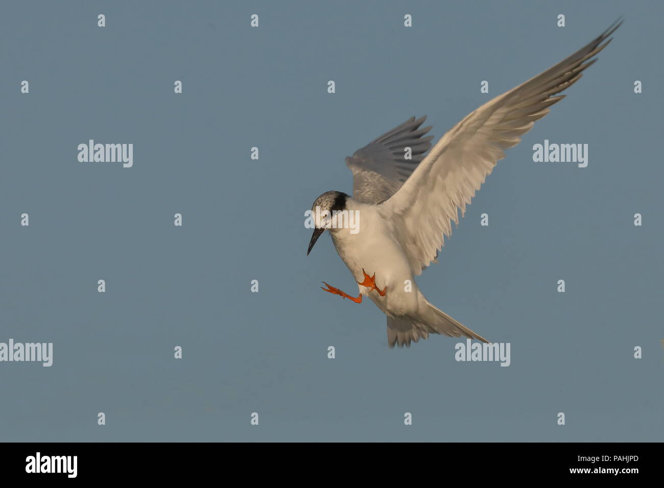 Forster Tern im Flug Stockfoto