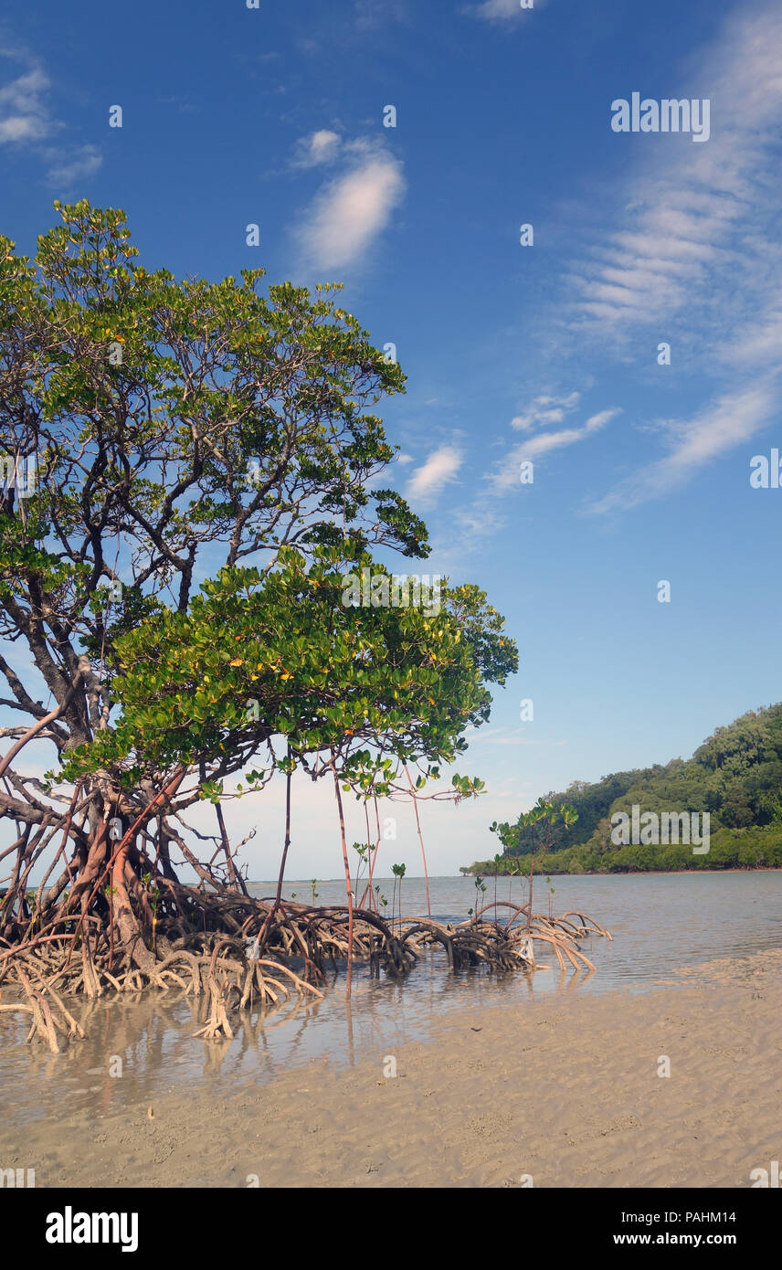 Rote Mangrove (Rhizophora mangle) auf entfernten Strand, Bloomfield Track, Daintree National Park, Queensland, Australien Stockfoto