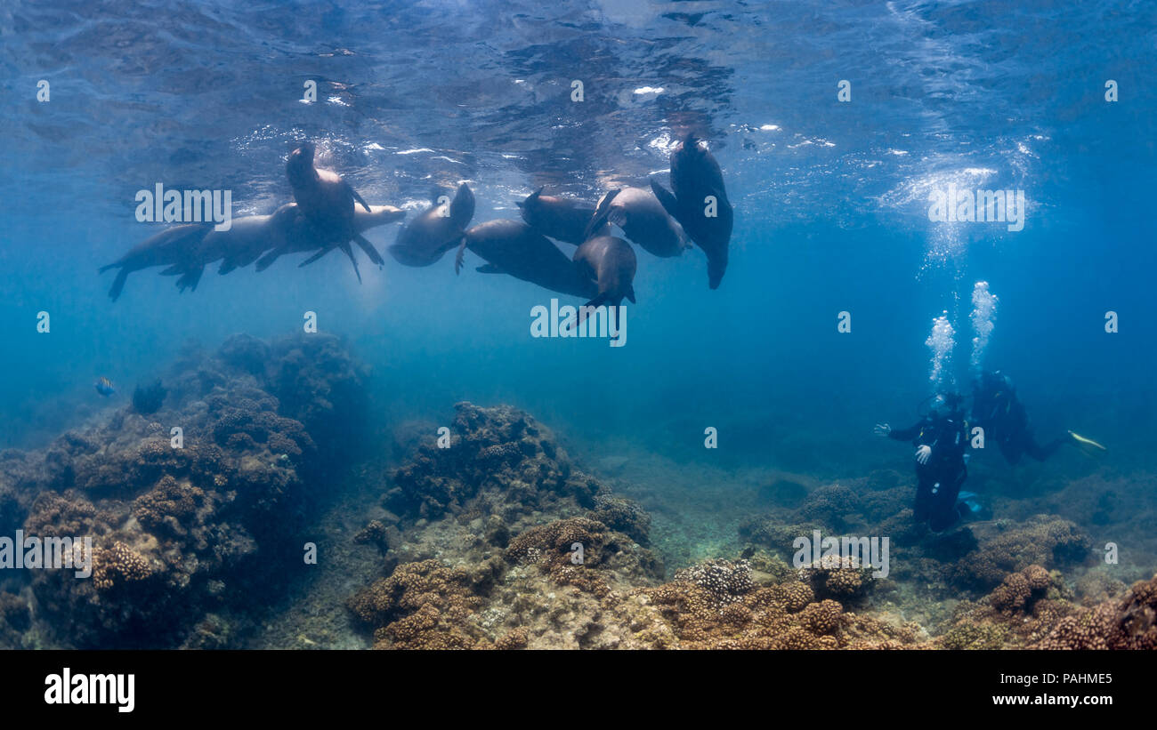 Taucher beobachten die Seelöwen San Rafaelito, La Paz, Cortez Meer Stockfoto