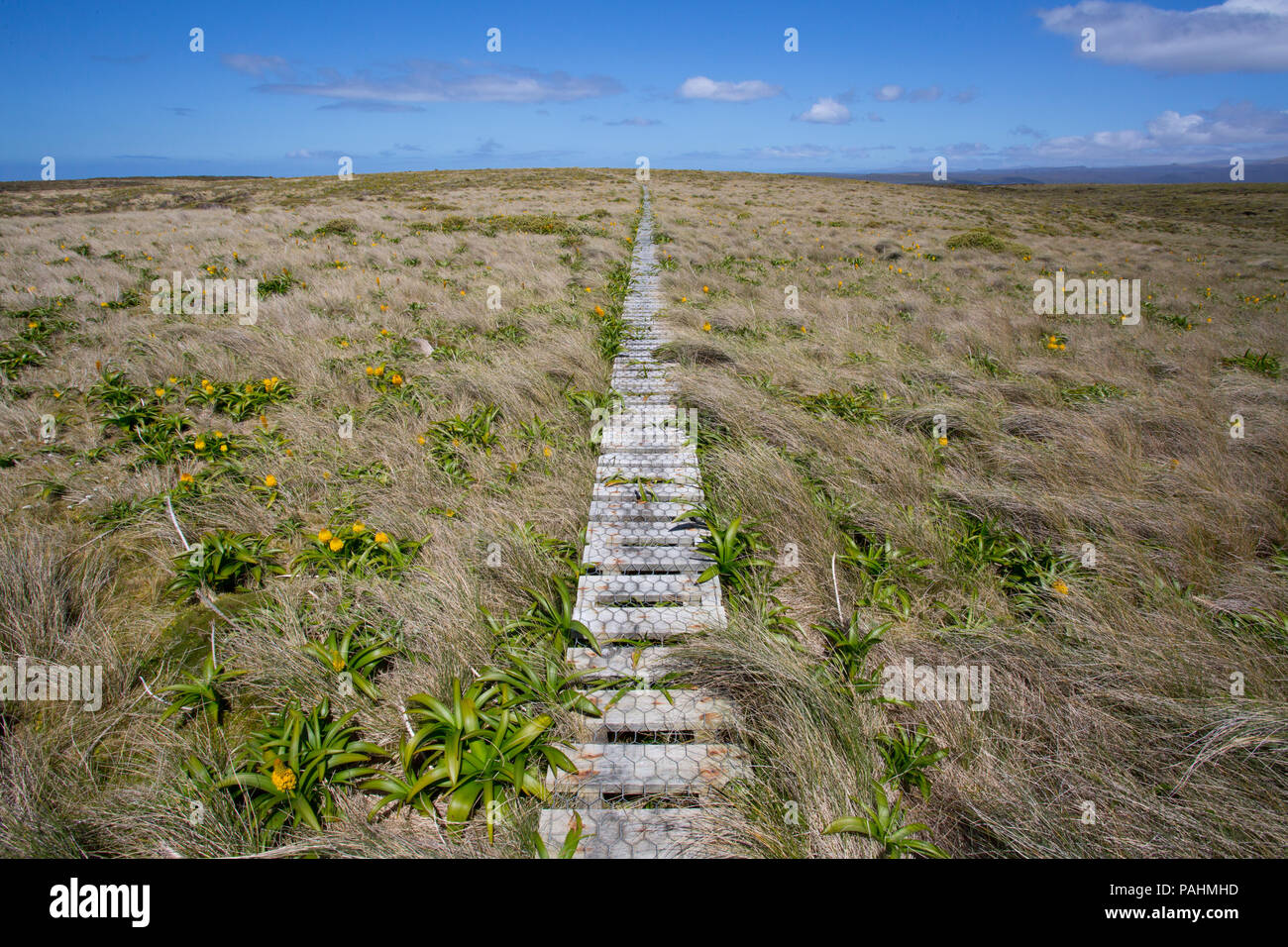 Boardwalk auf Enderby Island, Neuseeland Stockfoto