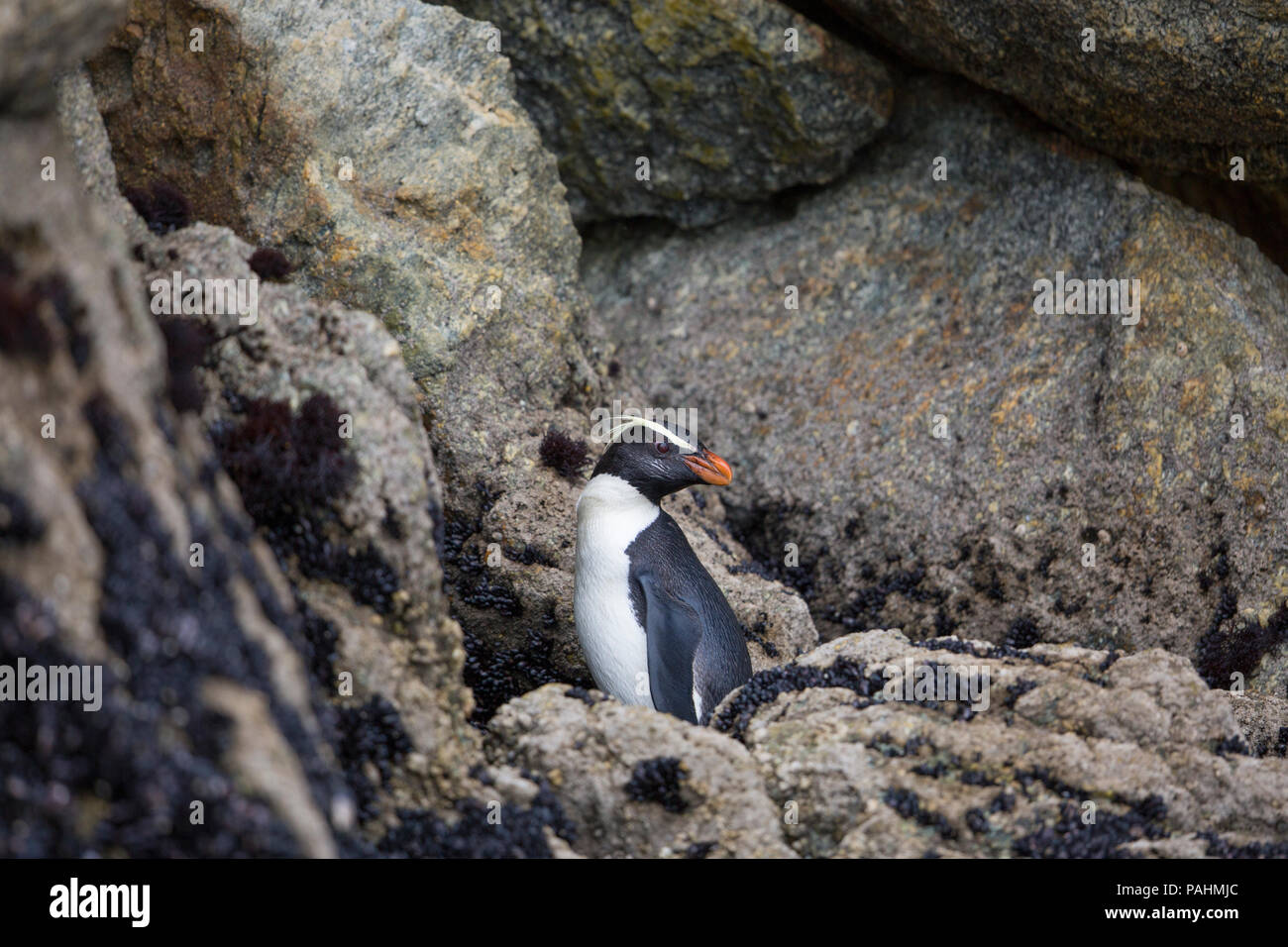 Fiordland penguin (Eudyptes pachyrhynchus) Stockfoto