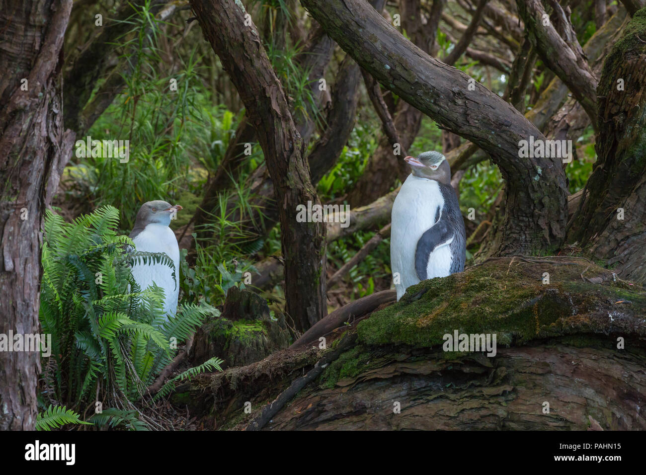 Yellow-eyed Pinguin, Enderby Island, Neuseeland Stockfoto