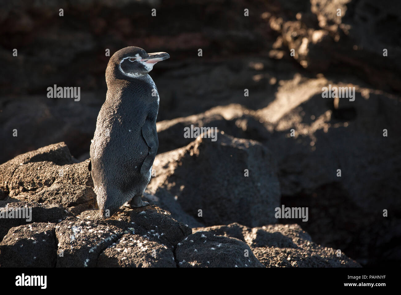 Galapagos Pinguin, Insel Santiago, Galapagos Inseln (Spheniscus mendiculus) Stockfoto