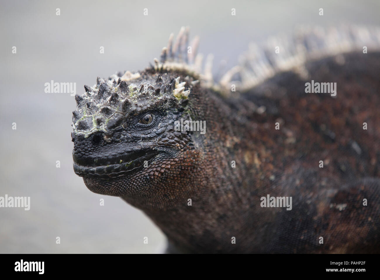 Marine iguana, Fernandina Insel, Galapagos Inseln (Amblyrhynchus cristatus cristatus) Stockfoto