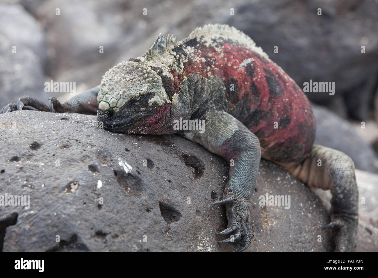 Marine iguana, Insel Española, Galapagos Inseln (Amblyrhynchus cristatus venustissimus) Stockfoto