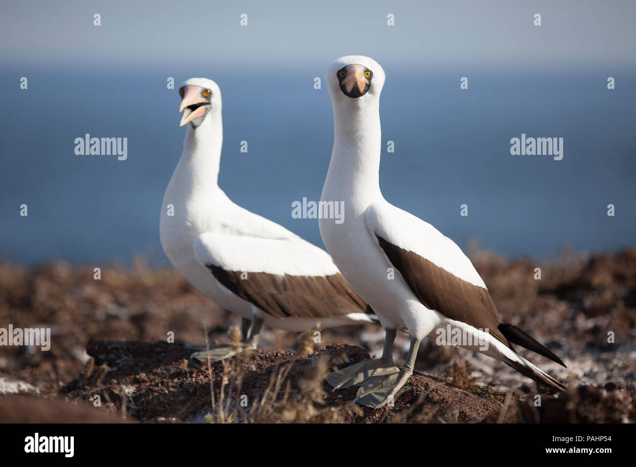 Zwei Nazca Tölpel (Sula granti), Galapagos Inseln Stockfoto