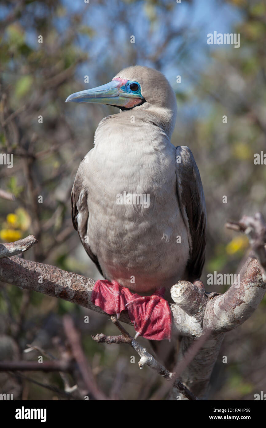 Red-footed Booby (Sula Sula), Galapagos Inseln Stockfoto