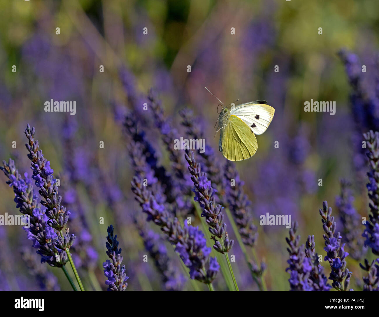 Großen weißen Schmetterling Pieris Brassicae Fütterung auf Lavendel Blumen im Garten Stockfoto