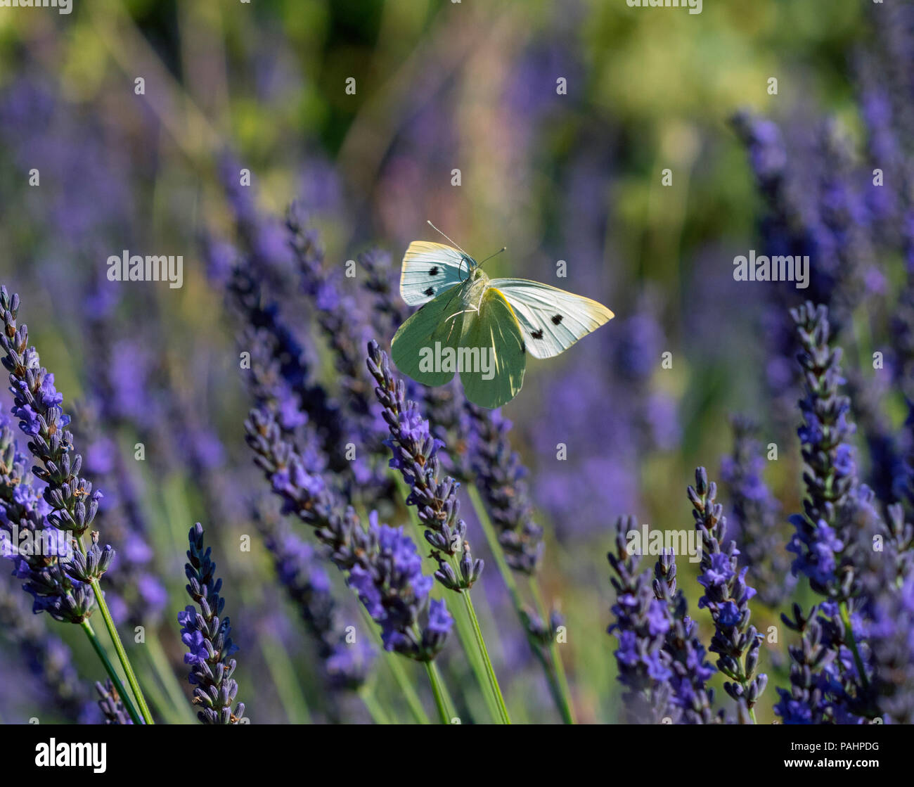 Großen weißen Schmetterling Pieris Brassicae Fütterung auf Lavendel Blumen im Garten Stockfoto