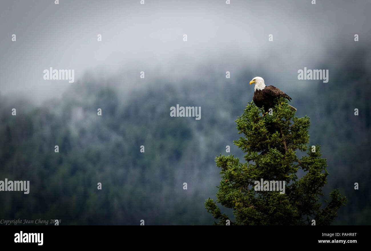 Weißkopfseeadler auf treetop auf einem nebligen Tag gehockt Stockfoto