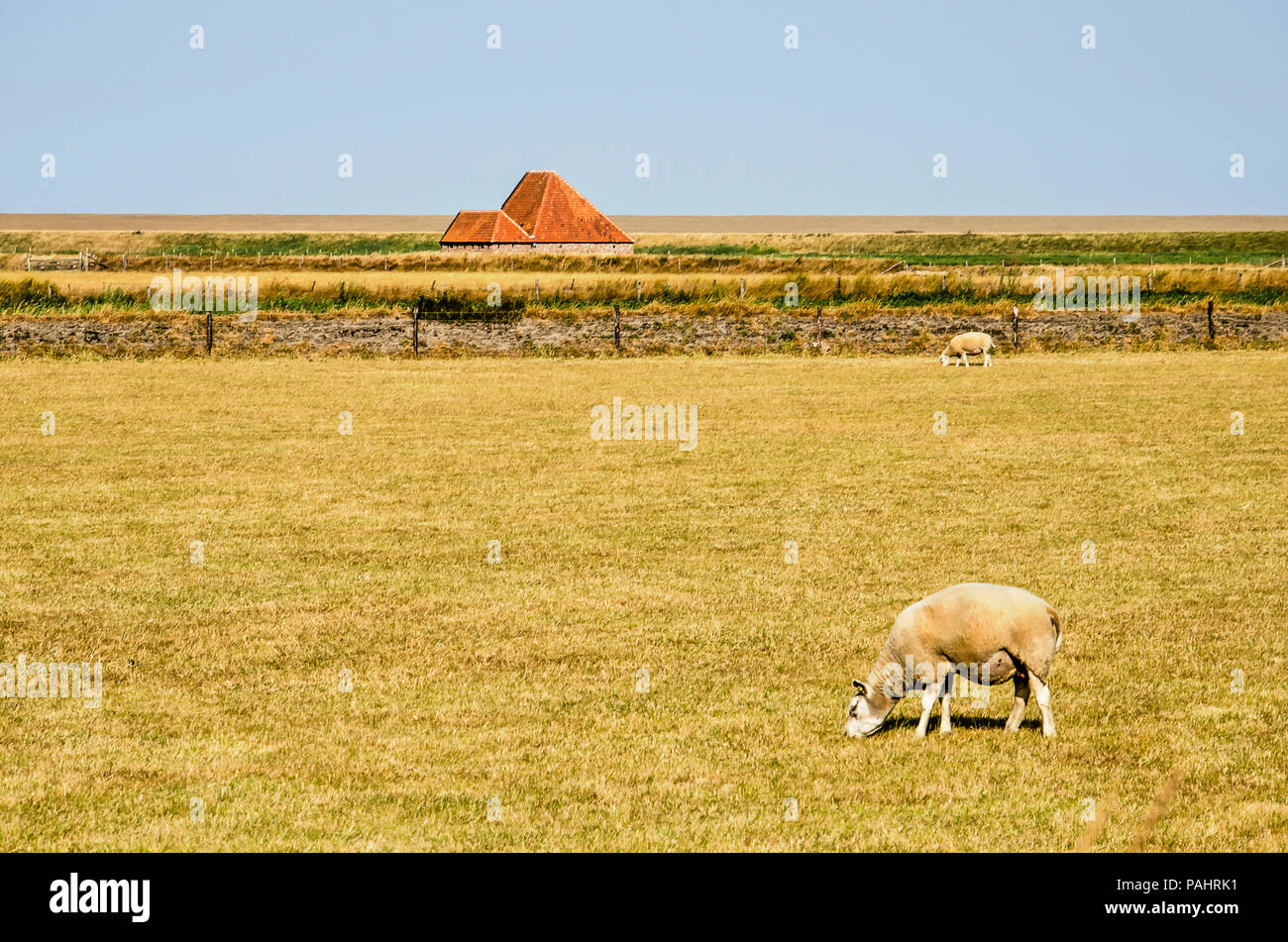 Insel Texel, Niederlande, 21. Juli 2018: minimalistisches Bild mit zwei Schafe und ein in einer flachen Landschaft vergossen Stockfoto