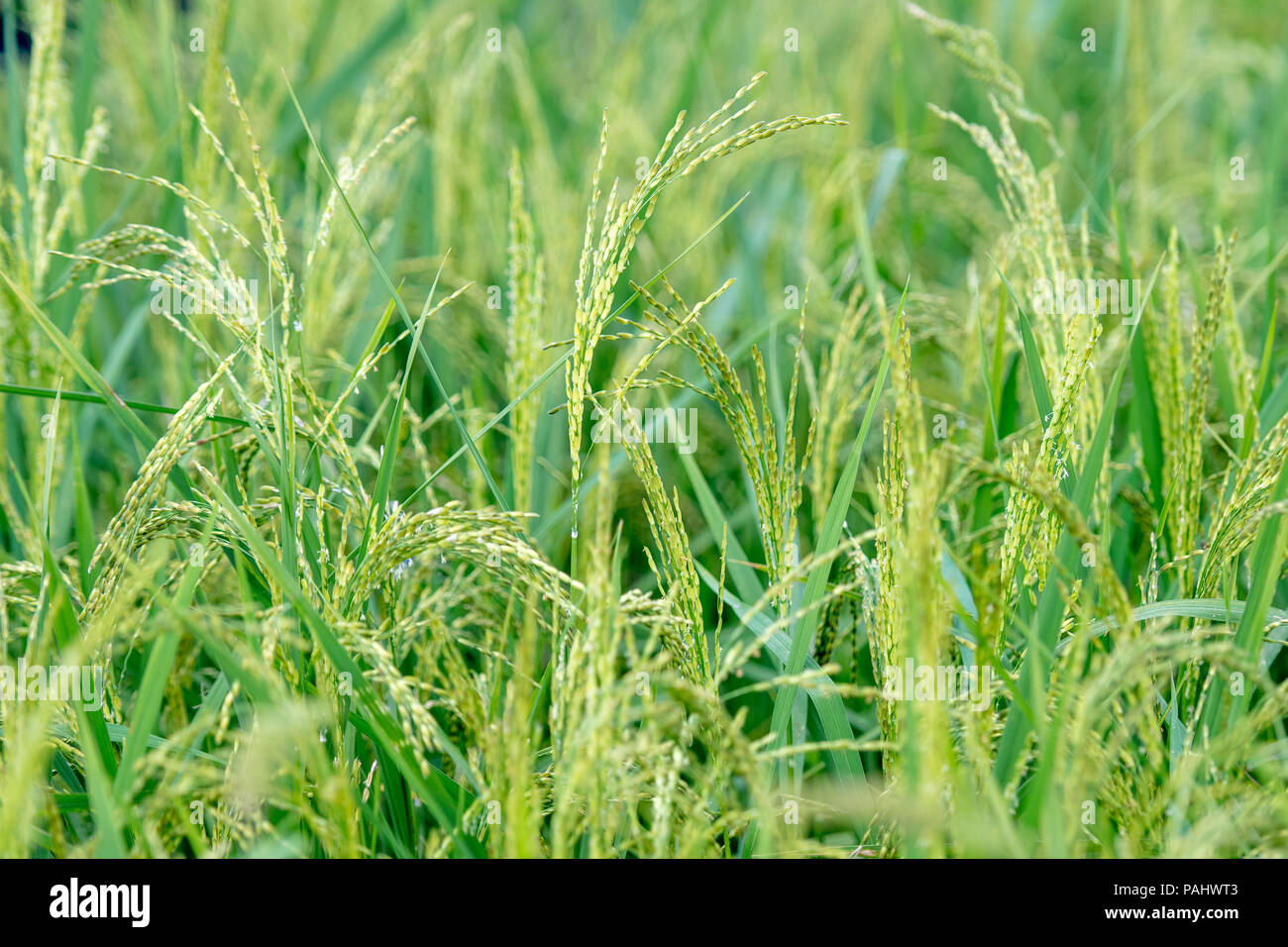 Ganz nah am Ohr der Afrikanischen Reis, Gbedin Dorf, Nimba County, Liberia Stockfoto