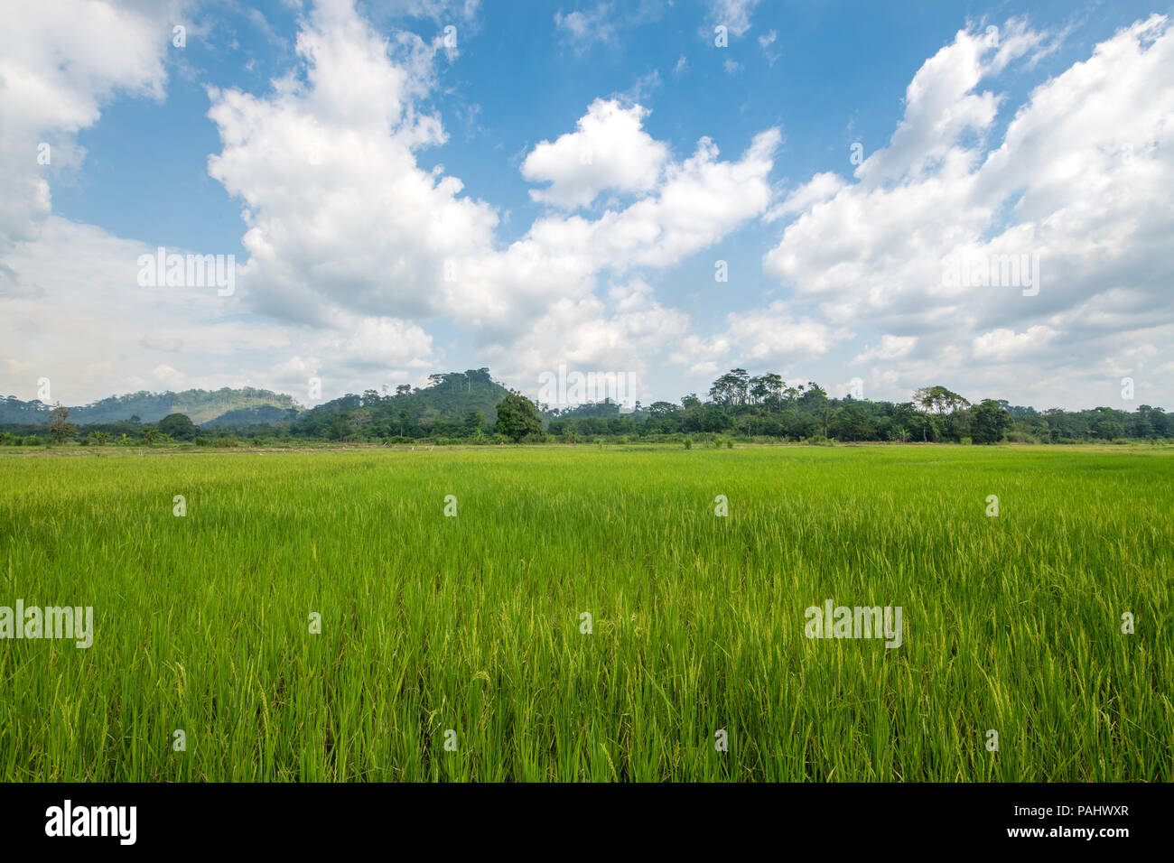 Ein afrikanischer Reis (Oryza glaberrima) Feld mit bewölktem Himmel oben, Gbedin Dorf, Nimba County, Liberia Stockfoto