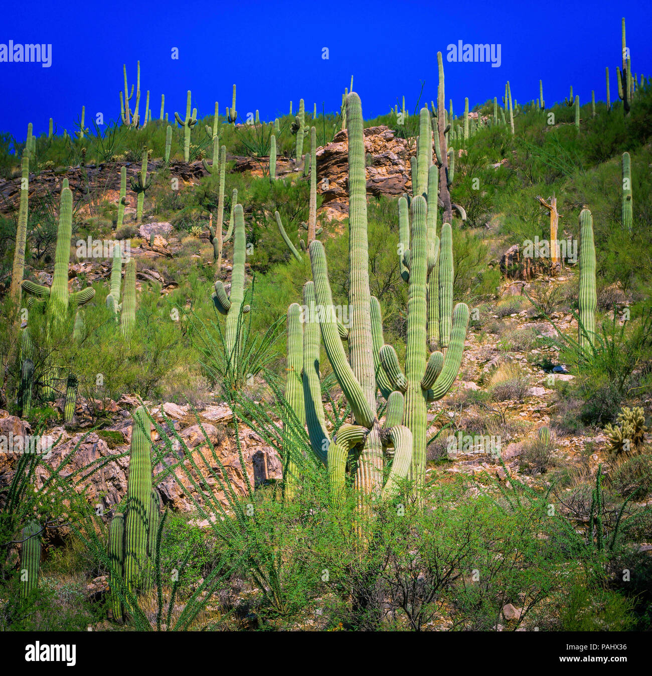 Eine Klippe voller Felsbrocken und sauagro Kakteen im Coronado National Forest, in der Nähe von Tucson, AZ, USA Stockfoto