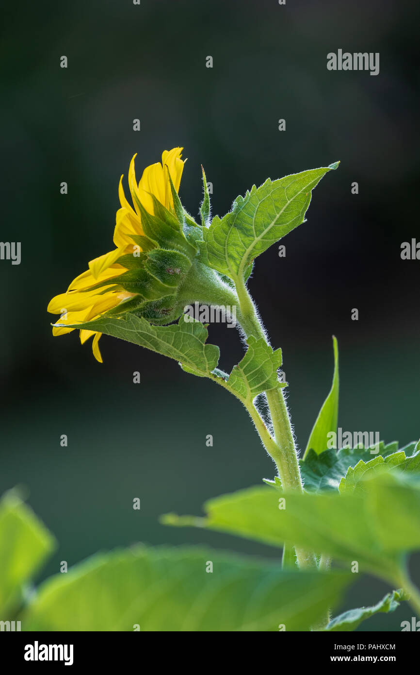 Sonnenblumen im Sommer. Los Angeles, Kalifornien, USA Stockfoto