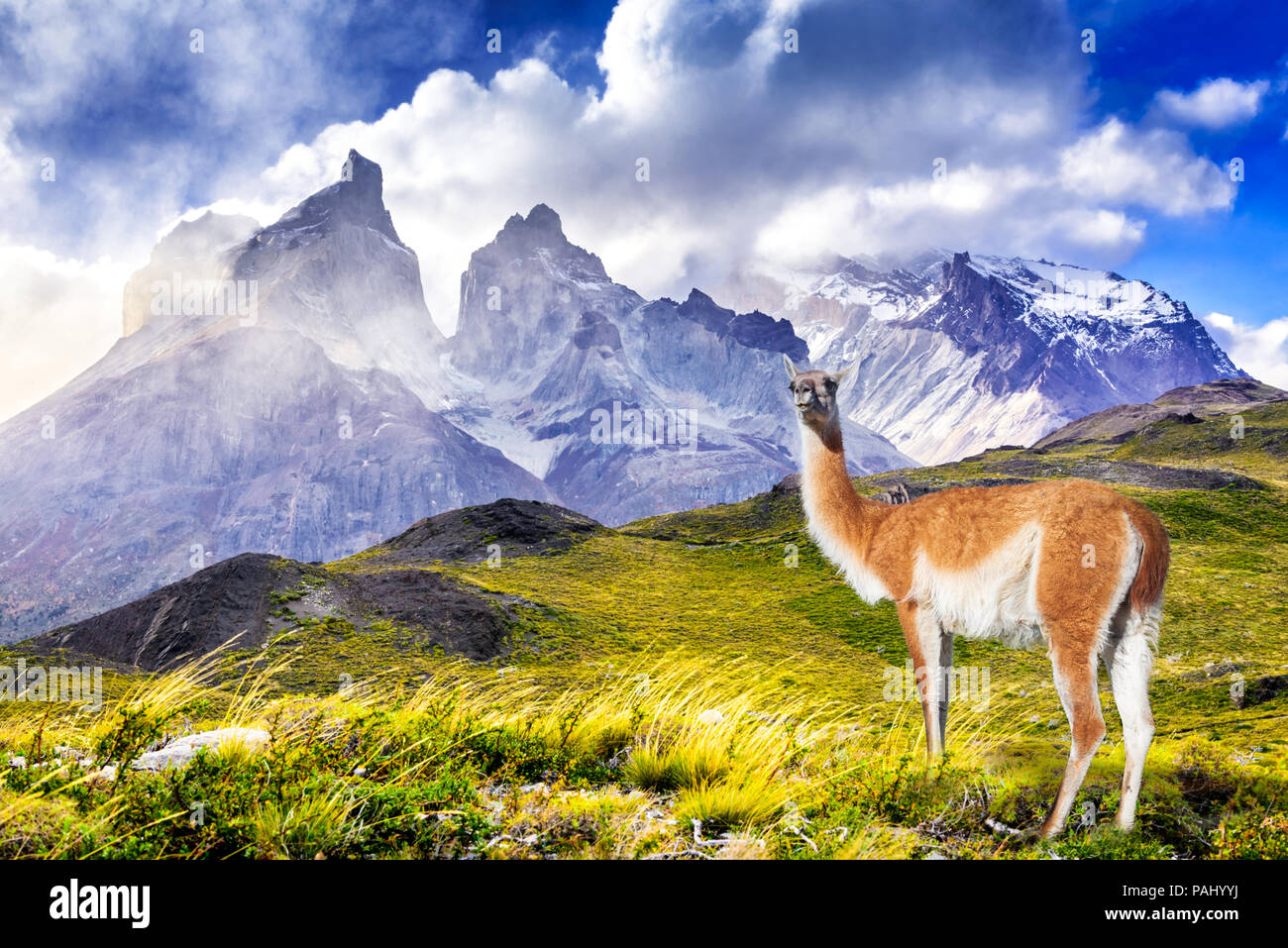 Torres del Paine, Chile - Patagonien Landschaft mit Anden in Austral emisphere. Magellanes Region. Stockfoto