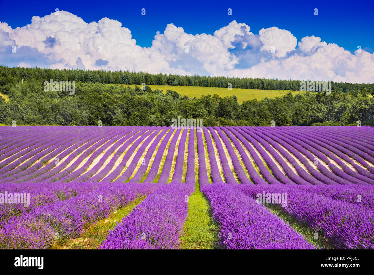 Provence, Frankreich. Lavendelfeld Sommer Landschaft auf dem Plateau de Valensole. Stockfoto
