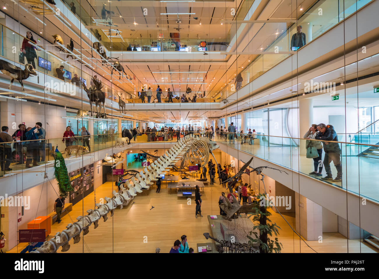 Muse - Wissenschaftsmuseum - Trient in Norditalien - Innenräume des berühmten interaktiven Museums für Naturwissenschaften von Trient entwarf Renzo Piano Stockfoto