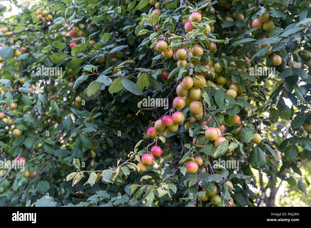 Rote Pflaumen Oder Greengage Auf Einem Pflaumenbaum Bush Stockfotografie Alamy