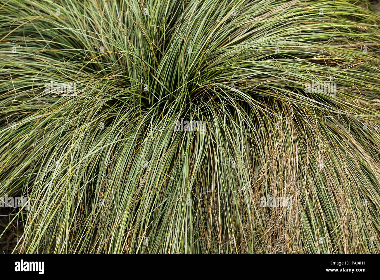 Carex Frosted Locken. Stockfoto