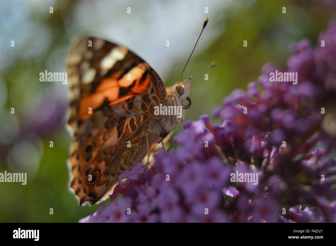 Schmetterlinge in der Schweiz Stockfoto