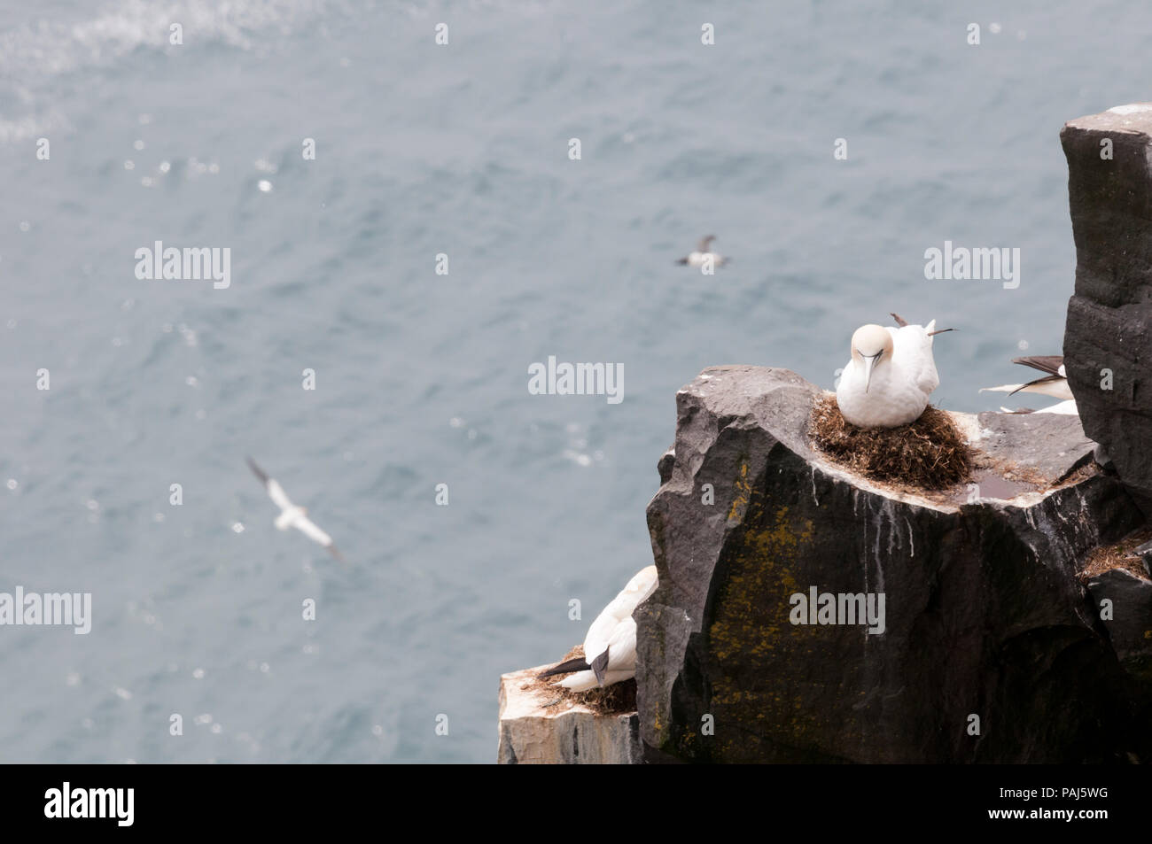 Basstölpel, Morus bassanus, Nesting am Kap St. Mary's Ecological Reserve Kolonie. Stockfoto