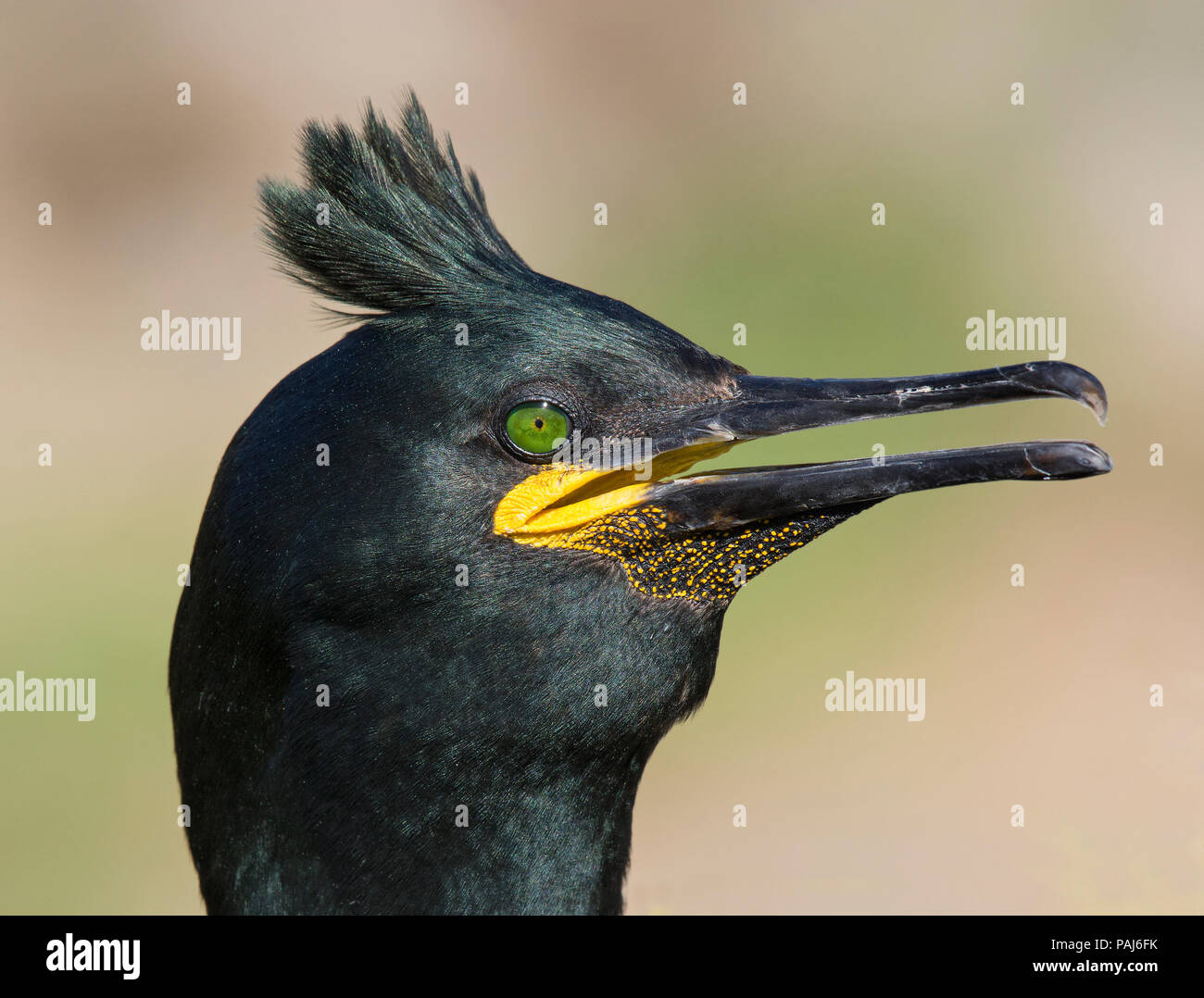 Europäische shag, Phalacrocorax Aristotelis, Farne Islands, Großbritannien Stockfoto