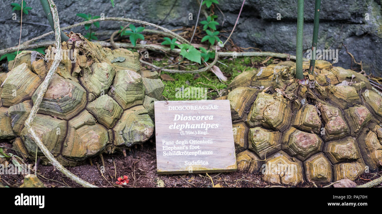 Dioscorea elephantipes, auch "Elephant Foot bekannt. Diese Pflanze ist eine ungewöhnliche Pflanze, die in Südafrika gefunden werden kann. Stockfoto