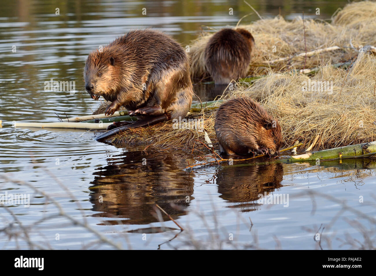 Eine Mutter mit ihren beiden Kits Biber (Castor Canadensis); Futter und Fütterung am Ufer des Maxwell See in Hinton Alberta Kanada Stockfoto