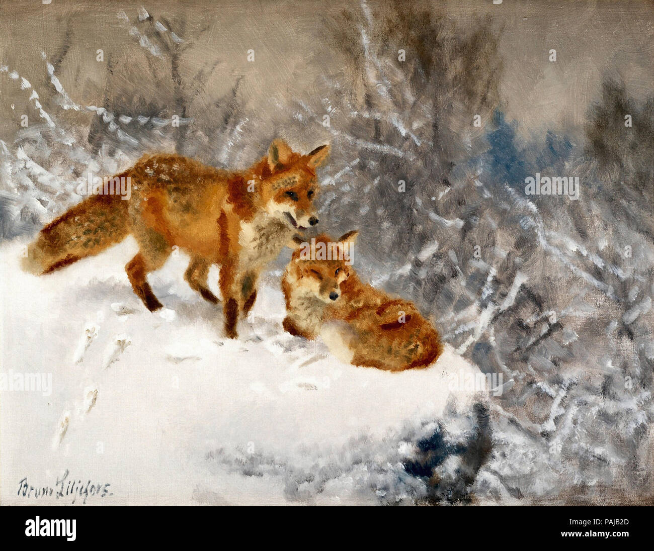 Liljefors Bruno - Zwei Füchse in einer Winterlandschaft Stockfoto