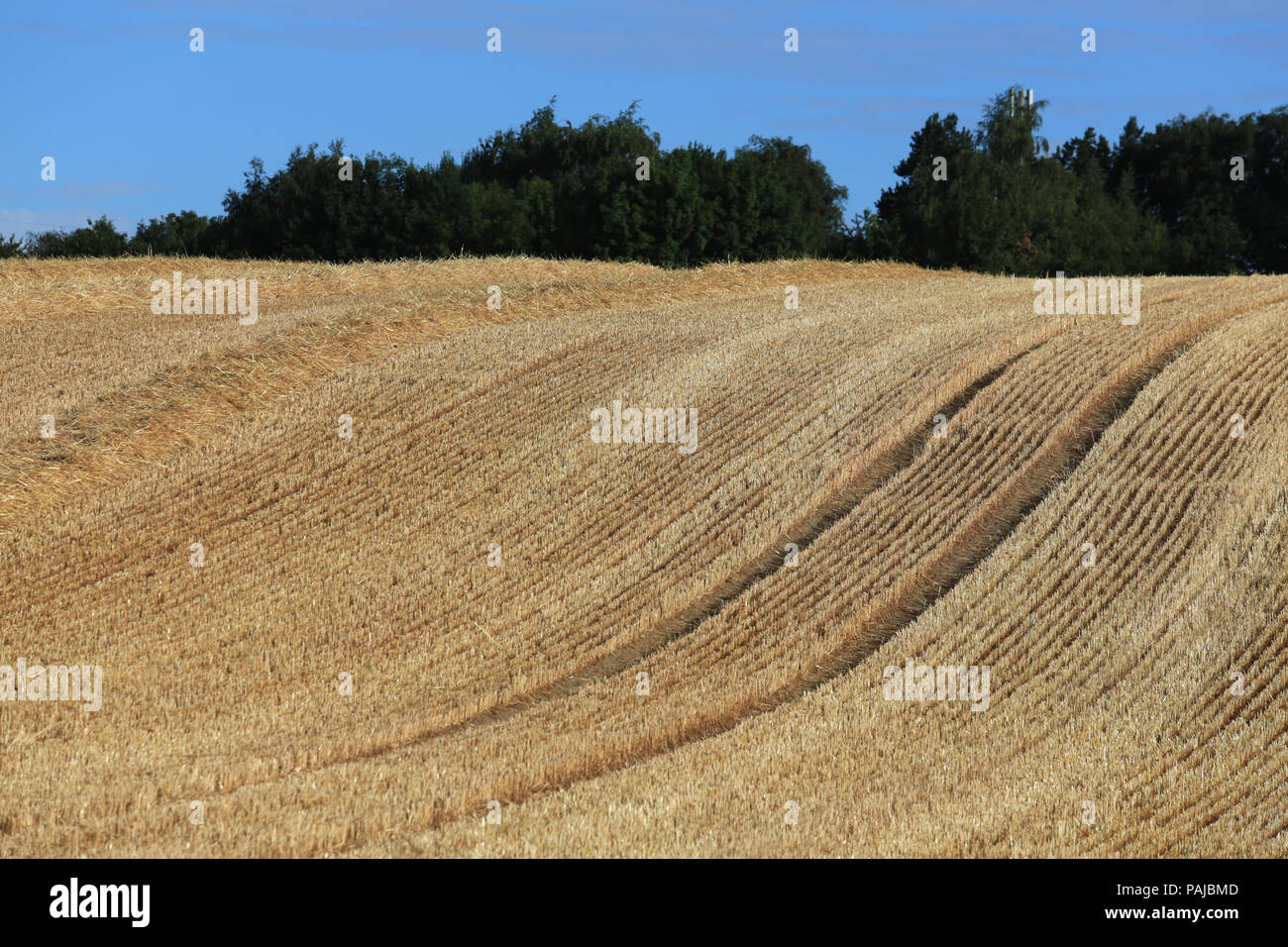 Bereich der Stoppelhöhe links nach der Ernte von Getreide in Großbritannien. Stockfoto