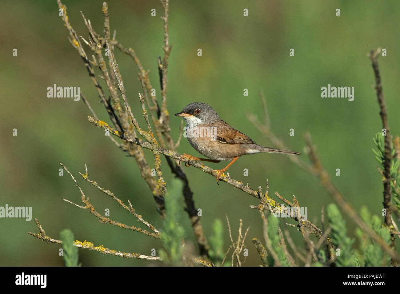 Spectacled Warbler (Sylvia conspicillata) Stockfoto