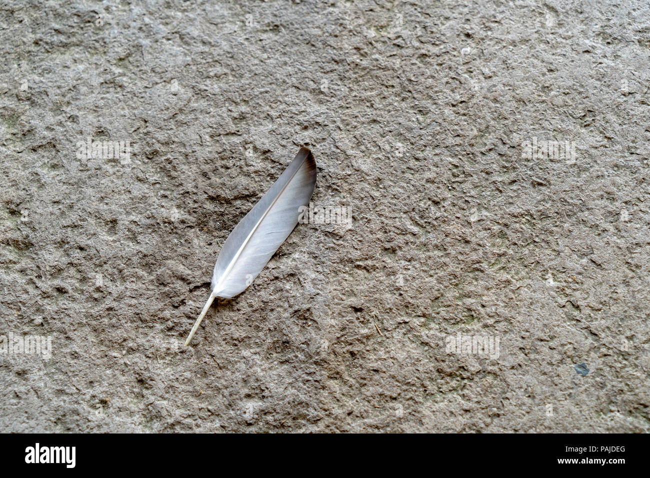 Feder auf groben Stein Oberfläche Stockfoto