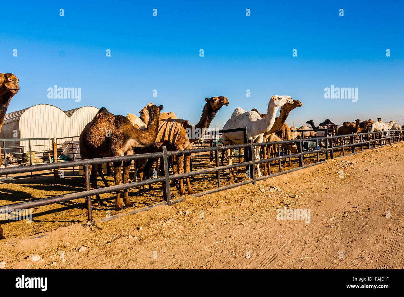 Dromedar Kamele in der kamelmarkt in der Nähe von Riad, Saudi-Arabien Stockfoto