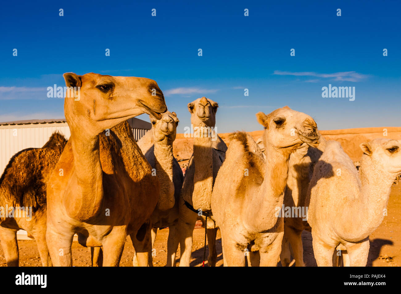 Dromedar Kamele in der kamelmarkt in der Nähe von Riad, Saudi-Arabien Stockfoto