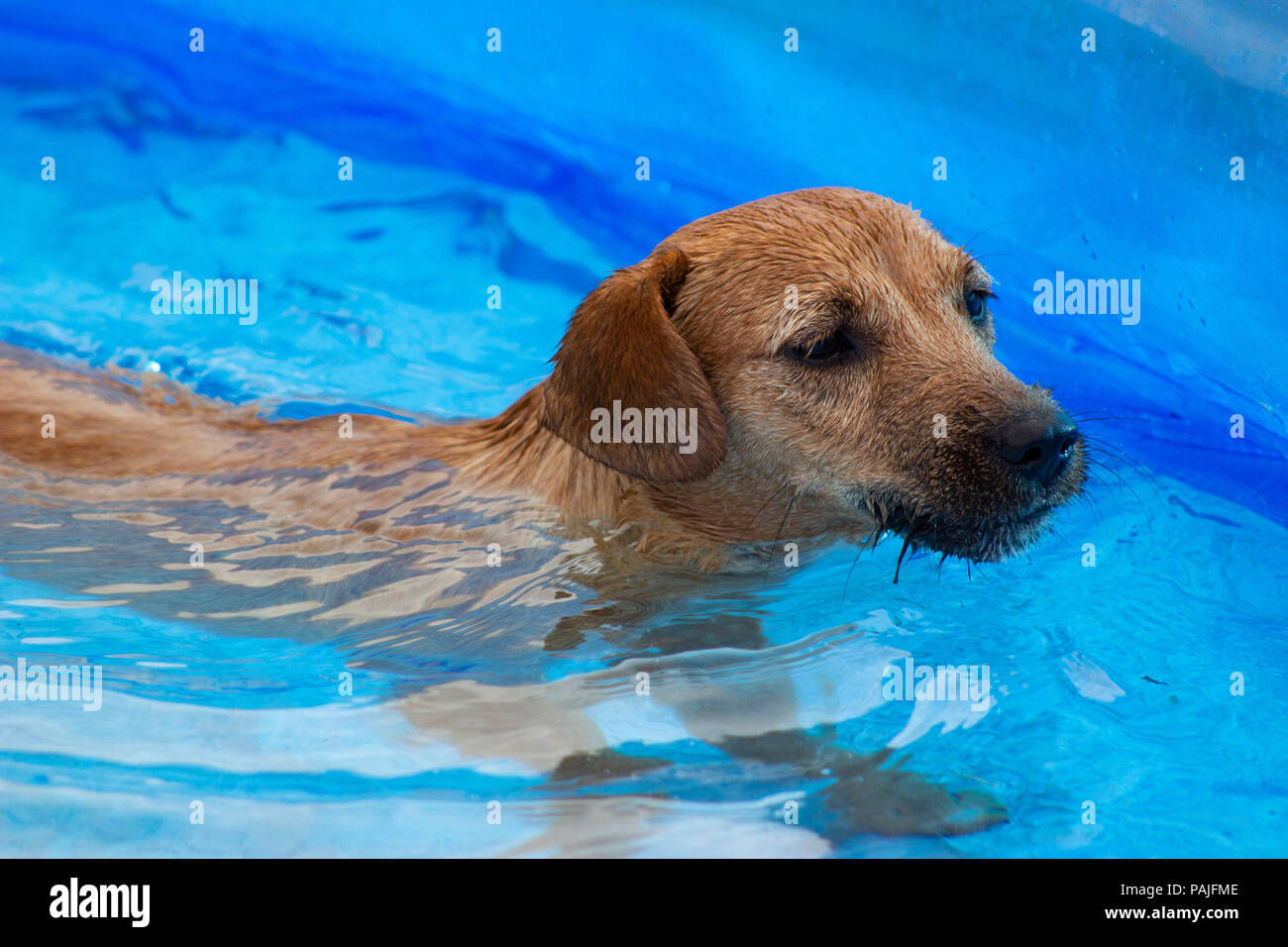 Golden Retriever Hund Paddeln in einem blauen Planschbecken Stockfoto