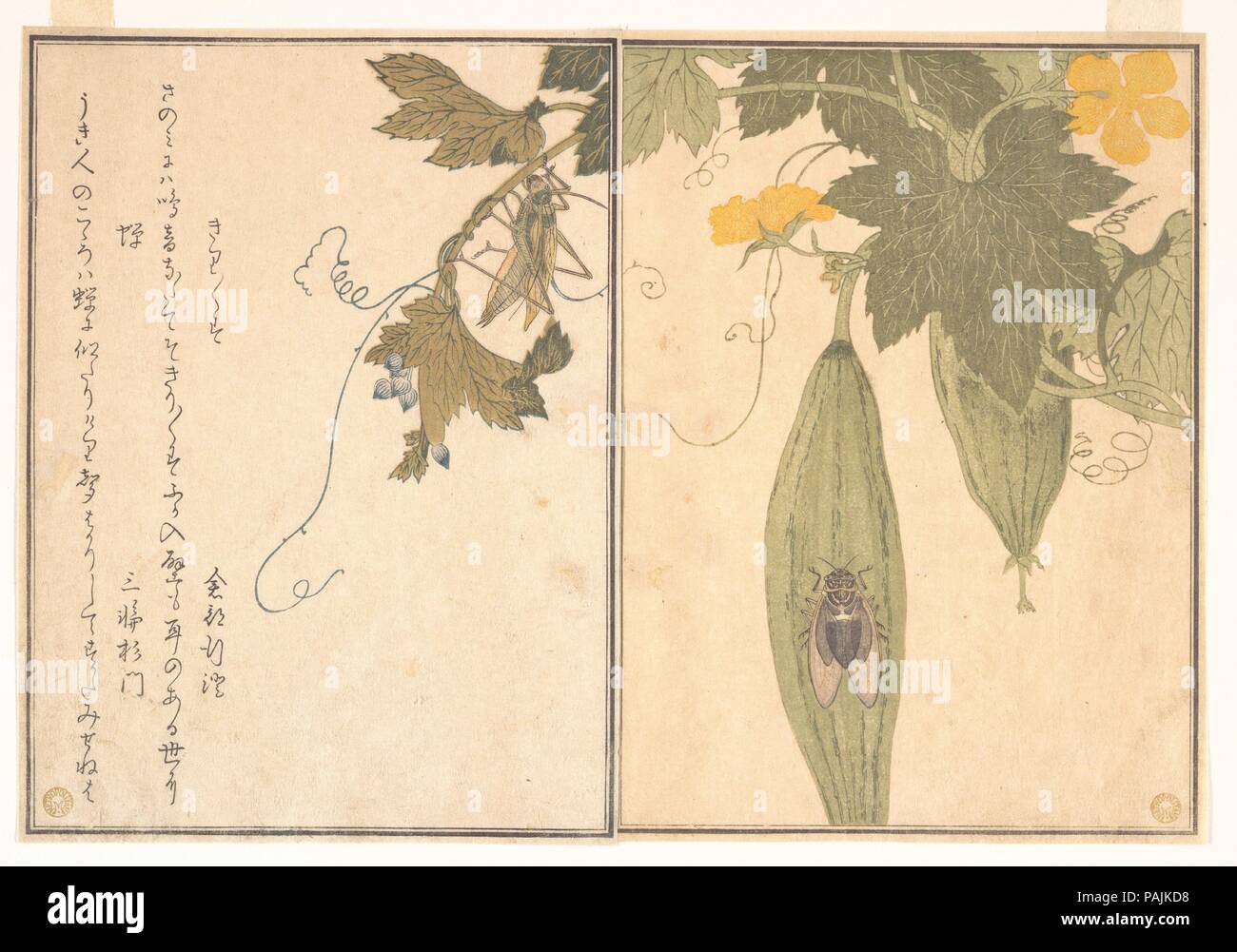 Grasshopper (Kirigirisu); Zikade (Semi), aus dem Bilderbuch der kriechenden Kreaturen (Ehon Musi erami). Artist: Kitagawa Utamaro (Japanisch, Ca. 1754-1806). Kultur: Japan. Abmessungen: 10 1/2 x 7 1/4 in. (26,7 x 18,4 cm). Datum: 1788. Ehon Musi erami (Bild Buch der kriechenden Kreaturen) ist mit 15 Designs von Insekten und andere Kreaturen von Utamaro dargestellt. Von Tsutaya Juzaburo veröffentlicht, die Gedichte wurden ausgewählt und durch ein Vorwort geschrieben von dem Dichter und Gelehrter Yadoya keine Meshimori (Rokujuen eingeführt; 1753-1830), der später zum Leiter des einflussreichen Gehen wurde-gawa Poesie Gruppe. Sev Stockfoto