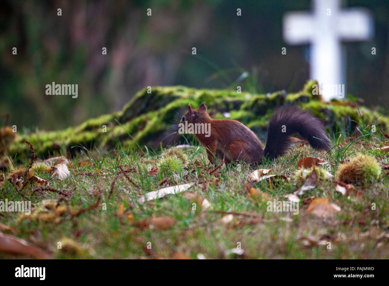 Ein rotes Eichhörnchen auf Brownsea Island, Dorset, England Stockfoto