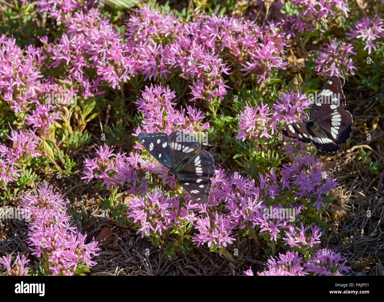 Southern White Admiral Schmetterlinge nectaring auf mediterranen Thymian. Den Berg Enos Nationalpark, Kefalonia, Ionische Inseln, Griechenland. Stockfoto