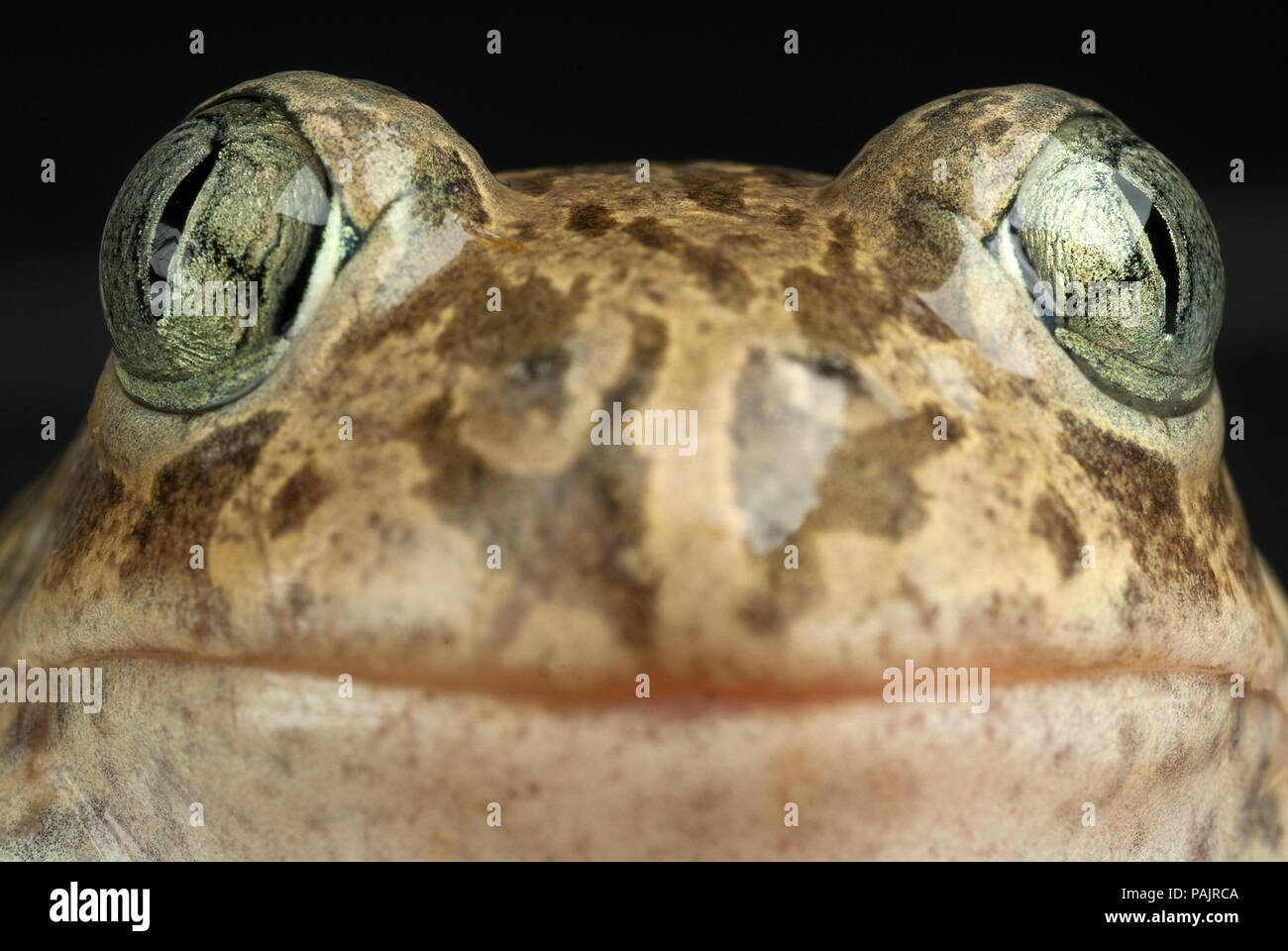 Spadefoot toad, Pelobates cultripes, Amphibien Stockfoto