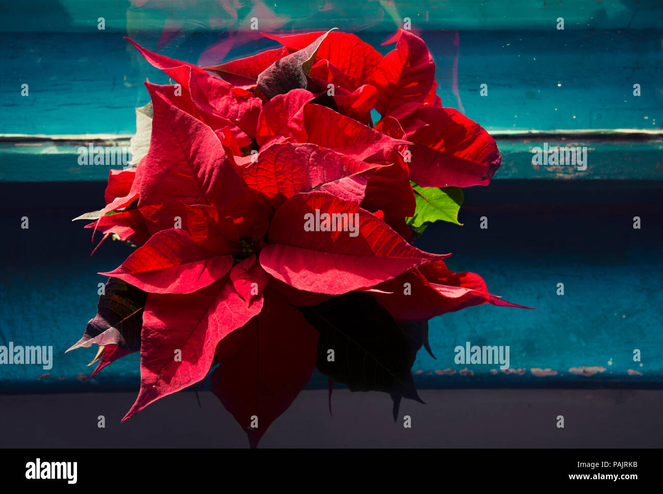 Schönen Weihnachtsstern Oder Weihnachten Blumen Am Fenster