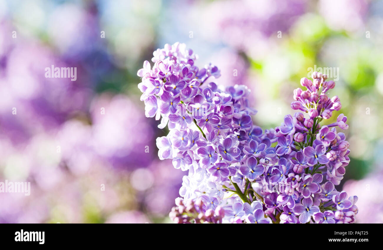 Bluhende Syringa Fliederbusch Fruhling Landschaft Mit Einer Reihe
