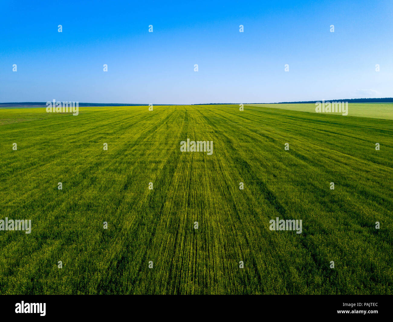 Antenne drone Blick aufs Grüne Feld, weiten von Russland Stockfoto