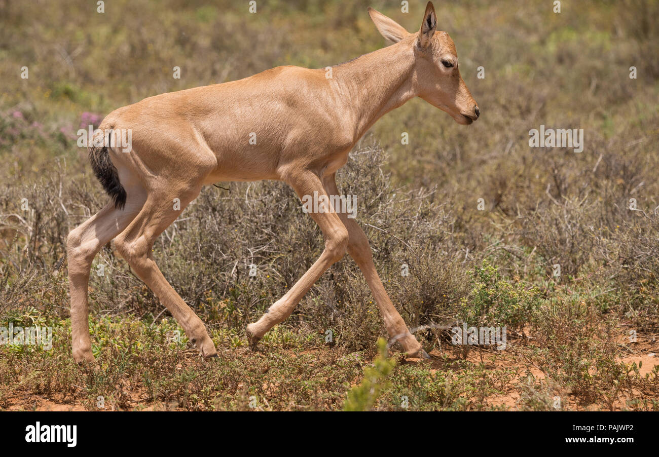 Ein Rotes Hartebeest (Alcelaphus buselaphus caama) Kalb oder kleine Baby Antilope läuft bis zu fangen Stockfoto